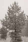Borovica lesná v zime